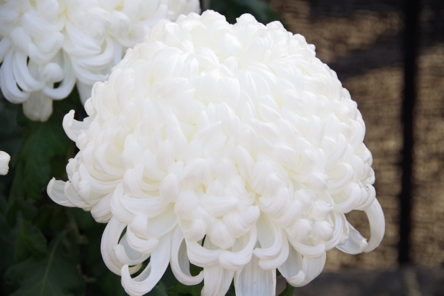 菊の花を家に飾るのはあり 縁起が悪いと言われるのはなぜ 素敵な飾り方も紹介 いちかばちか晴れブログ