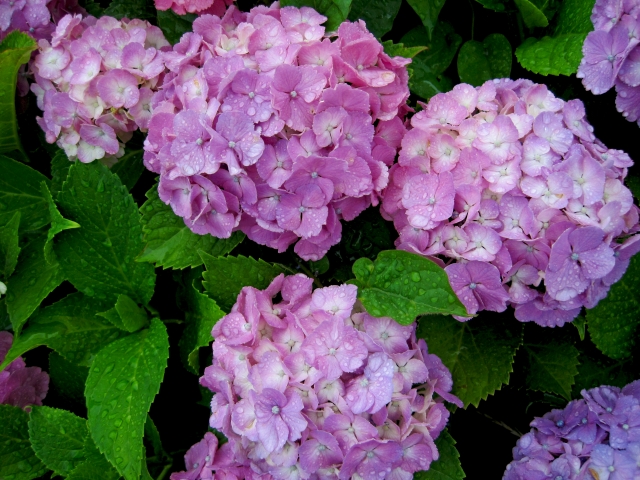 紫陽花の花言葉は色で違う 花言葉と色が変わる理由も解説 いちかばちか晴れブログ