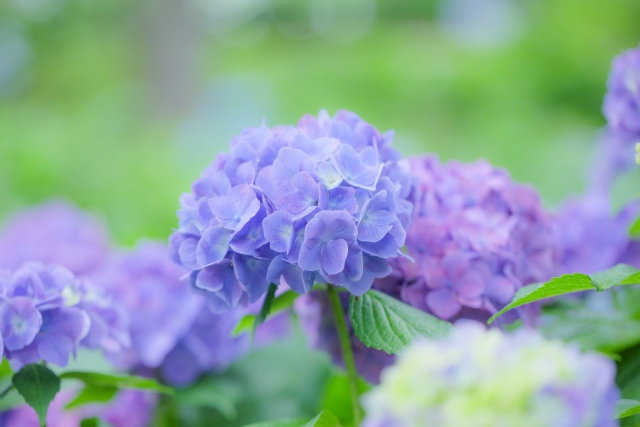 紫陽花の花言葉は色で違う 花言葉と色が変わる理由も解説 いちかの晴れブログ