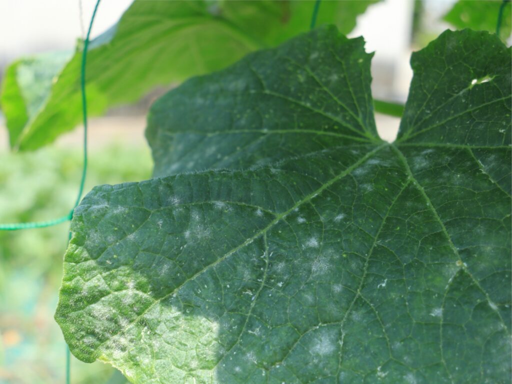 小松菜の白い斑点は食べられる 斑点の原因はなに いちかばちか晴れブログ